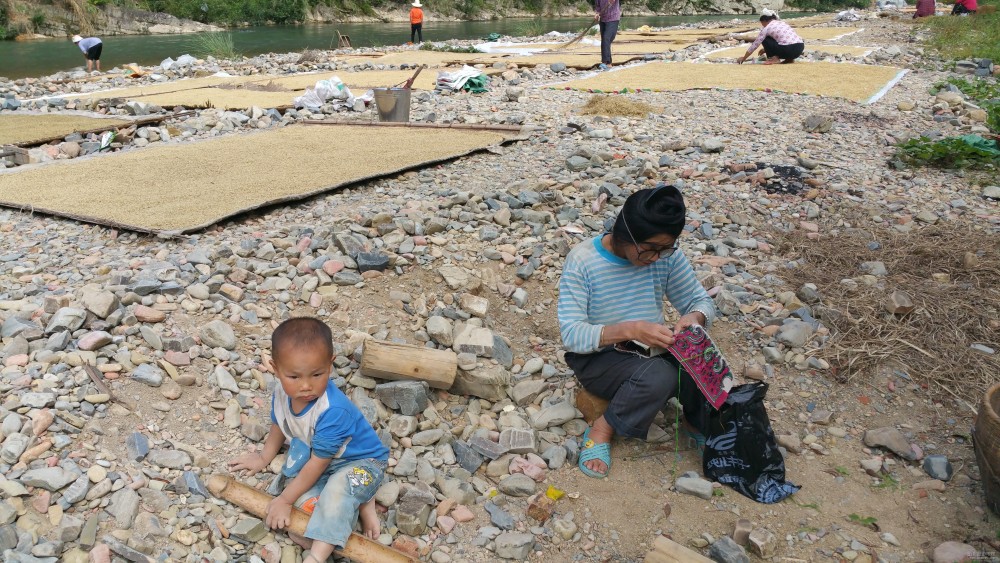 豐收的貴州黔東南州榕江縣寨蒿鎮(zhèn)烏公村曬谷子美景