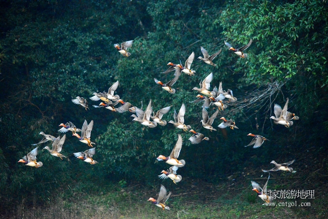進(jìn)入初冬，大批野生鴛鴦陸續(xù)飛抵江西婺源縣賦春鎮(zhèn)鴛鴦湖越冬，小精靈們?cè)诤嫔匣蛳嗷ヒ蕾?、卿卿我我；或隨波逐流、嬉戲打鬧，悠閑自在生活在青山綠水之間，優(yōu)良的水域和豐富的湖畔闊葉林，為鴛鴦過冬提供良好生存環(huán)境，婺源鴛鴦湖已成為亞洲最大的野生鴛鴦越冬棲息地。（攝于12月4日下午）