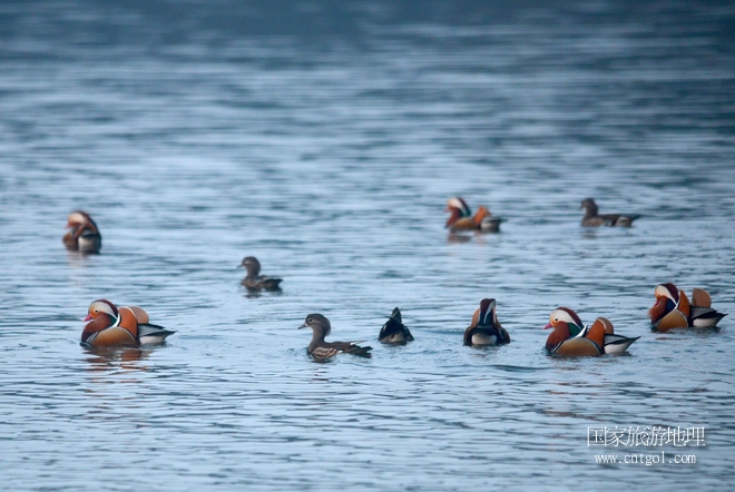 進(jìn)入初冬，大批野生鴛鴦陸續(xù)飛抵江西婺源縣賦春鎮(zhèn)鴛鴦湖越冬，小精靈們?cè)诤嫔匣蛳嗷ヒ蕾?、卿卿我我；或隨波逐流、嬉戲打鬧，悠閑自在生活在青山綠水之間，優(yōu)良的水域和豐富的湖畔闊葉林，為鴛鴦過冬提供良好生存環(huán)境，婺源鴛鴦湖已成為亞洲最大的野生鴛鴦越冬棲息地。（攝于12月4日下午）