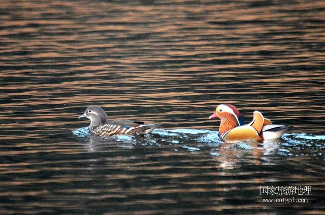 進(jìn)入初冬，大批野生鴛鴦陸續(xù)飛抵江西婺源縣賦春鎮(zhèn)鴛鴦湖越冬，小精靈們?cè)诤嫔匣蛳嗷ヒ蕾?、卿卿我我；或隨波逐流、嬉戲打鬧，悠閑自在生活在青山綠水之間，優(yōu)良的水域和豐富的湖畔闊葉林，為鴛鴦過冬提供良好生存環(huán)境，婺源鴛鴦湖已成為亞洲最大的野生鴛鴦越冬棲息地。（攝于12月4日下午）